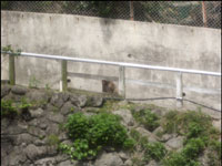 分かりにくいけど、おさるさん。