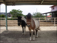 馬
